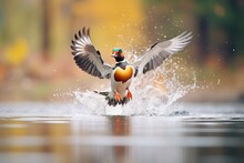 Splashing Water As Duck Takes Off