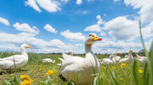 Beautiful Springtime Environment With Ducks In A Green Field And Blue Skies Overhead.