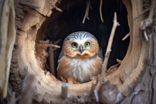 Northern Saw-whet Owl In Cedar Hideout