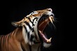 sumatran tiger yawning, showcasing sharp teeth