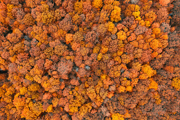 Wall Mural - Elevated Hues: Aerial View of the Autumnal Splendor Below