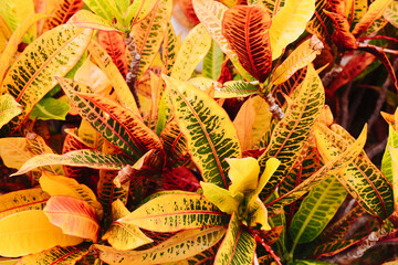 Wall Mural - Colorful leaves background. Codiaeum plant. Yellow and red color nature. Foliage texture. Multicolored houseplant.