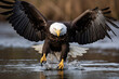 american bald eagle over water