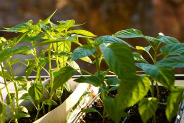 close-up of the green leaves of pepper seedlings in cardboard and plastic boxes with milk soil