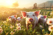 Cute pigs eating on a meadow in an organic meat farm. Pigs eating on a meadow in an organic meat farm.
