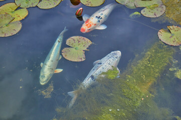 Wall Mural - Colorful koi carp swimming in the pond.