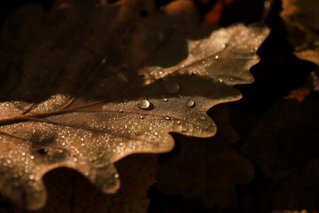 macro image of an oak tree leaf with raindrops