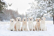 group of golden retriever dogs sitting in a row outdoors in winter snow