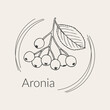 Black chokeberry or aronia floral hand drawn logo template
