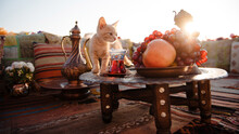 Cute Red Cat Walking On Table With Fresh Fruits And Hot Tea At Popular Istanbul Terrace. Turkish Design Pillows And Carpets Lying Near. Summer Sunrise On Background.