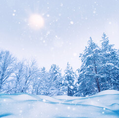 Wall Mural - Landscape. Frozen winter forest with snow covered trees.