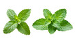 Fresh raw mint leaf or melissa leaves isolated on transparent background