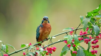 Poster - European Kingfisher ( Alcedo atthis ) close up	