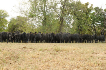 Canvas Print - Black angus cattle looking away in pasture shows beef cow butts on steers for agriculture industry.