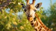 cute giraffe eats leaves from tree on Africa