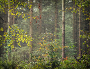 Wall Mural - misty pine woodland Ladock Cornwallengland uk 