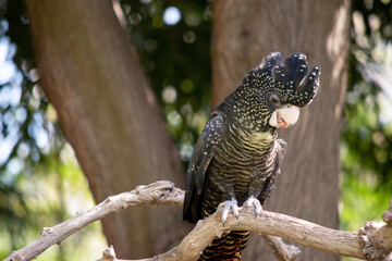 the female red tailed black cockatoo is black a black bird with yellow spots and a red tail