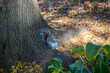 Closeup of an eastern grey squirrel in a public park in New York City