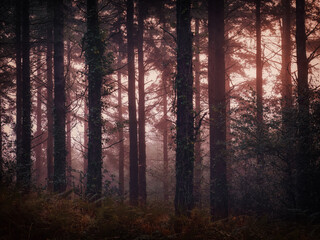 Wall Mural - Cornish woodland cornwall england uk 