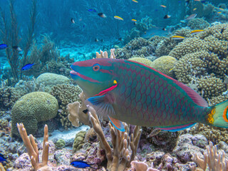 Wall Mural - Caribbean coral garden,stoplight parrotfish,Sparisoma viride