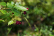 wild dewberry on a branch in sunny summer forest