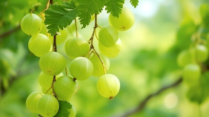 Wall Mural - Indian Gooseberry or phyllanthus emblica fruits on nature. Amla is wildly plant Amla is wildly plant