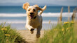 Joyful Puppy Adventure: Charming Small Dog Running on a Grassy Beach - Capturing the Spirit of Coastal Play
