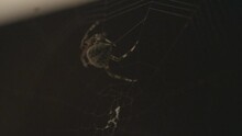 Spider Spins Web
