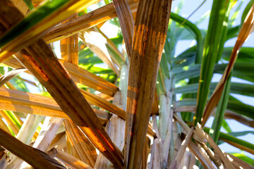 Canvas Print - Sugar cane plants, sugar cane field