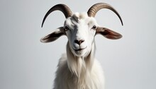 Portrait Of A Goat On A White Background. Goat With Horns