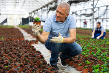 Mature Male Employee Of Wholesale Warehouse Of Ornamental Plants Inspects Young Begonia Seedlings Before Sending Order Abroad. Wholesale Supplies From Direct Manufacturer