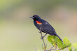 red-winged blackbird perching on a pond apple tree at merritt island