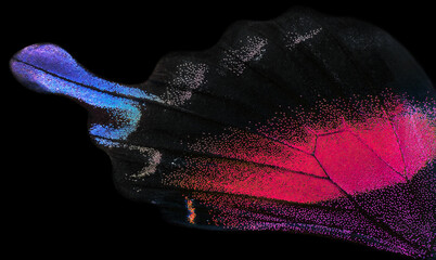 Aufkleber - Wing of tropcal swallowtail butterfly texture background    