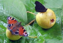 Colorful Butterflies Sitting On A Ripe Fallen Pears. Butterfly Drinking Juice. Fruit In The Garden