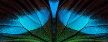 Wings Of A Tropical Butterfly. Bright Blue Blume Butterfly Wings. 