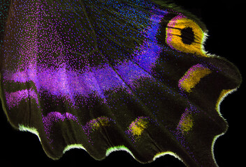 Aufkleber - bright colorful wing of a tropical butterfly. close up