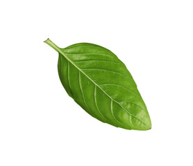 One green basil leaf isolated on white