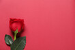 One beautiful rose on red background, top view. Space for text