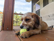 Small, light brown, female, mutt, dog lying outside on porch in backyard holding a tennis ball with her mouth and paws covering it in the afternoon