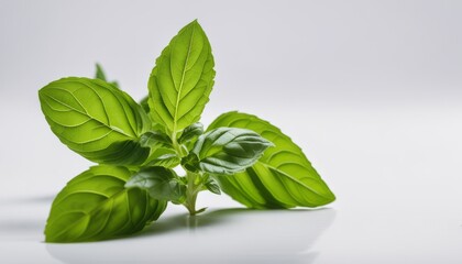 Poster - A green leafy plant on a white surface