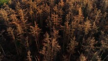 Bare Coniferous Trees - Friesland, The Netherlands, 4K Drone Footage
