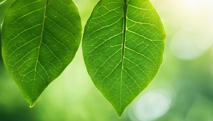 Sticker - Two green leaves on a tree