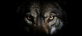 Fototapeta  - wolf eyes on black background.
