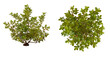 Outdoor green plant isolated on transparent background. PNG image. Side and top views. 