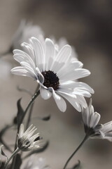 Canvas Print - White flowers on black background . Daisy blossom in sunlight day with shadows.