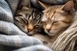 Two cats snuggling on a blanket