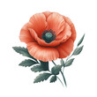 red poppy flower on a white  transparent background PNG