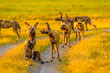 A group of African Wild dogs, stalking a prey