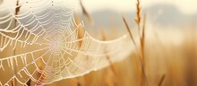 September Morning Spider Web Covered In Dew.