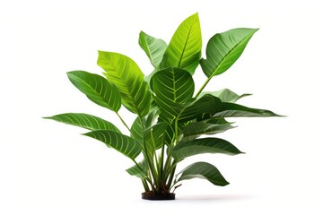 Aufkleber - A potted plant with vibrant green leaves placed on a clean white surface. Ideal for adding a touch of nature to any interior design project